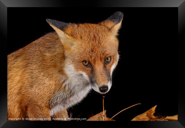 Close up of Rural Fox Framed Print by Steve Grundy