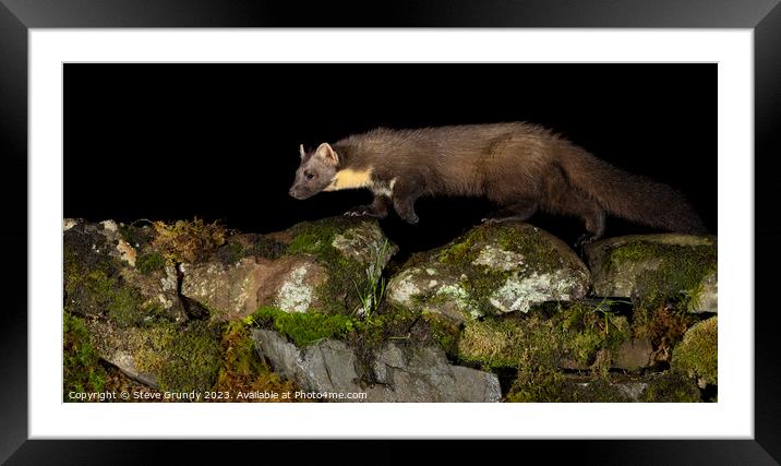 Pine Marten  Framed Mounted Print by Steve Grundy