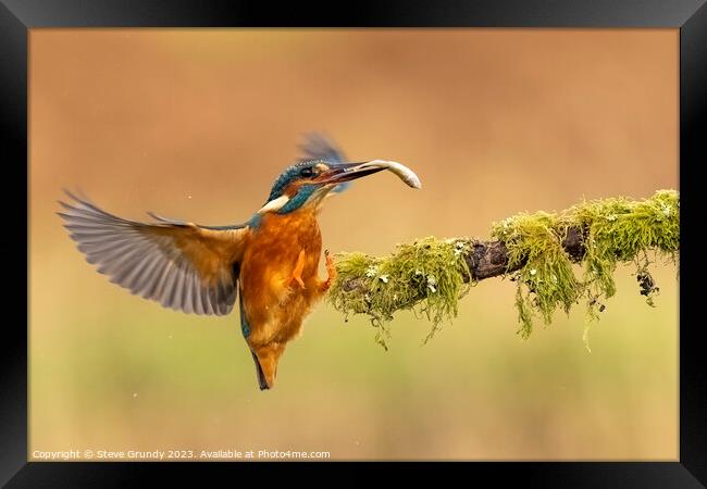 Kingfisher with fish Framed Print by Steve Grundy