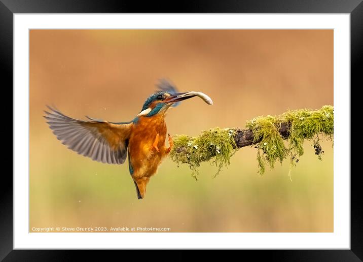 Kingfisher with fish Framed Mounted Print by Steve Grundy