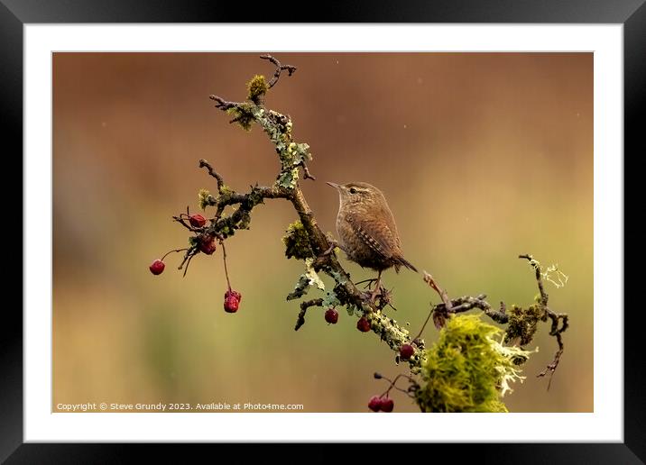 The Tiny Wren Framed Mounted Print by Steve Grundy