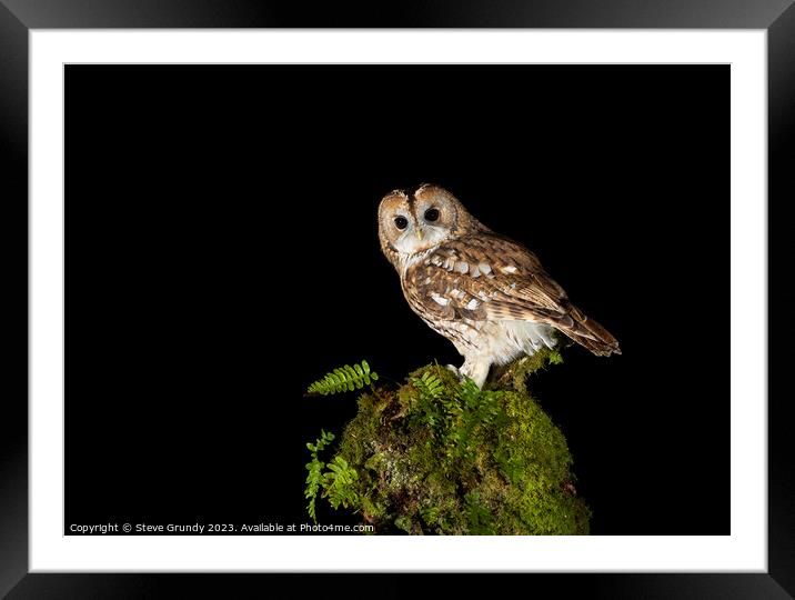 Night Owl Framed Mounted Print by Steve Grundy