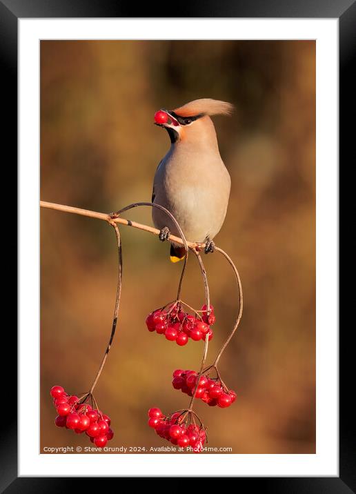 Bohemian Waxwing with Red Berry Framed Mounted Print by Steve Grundy