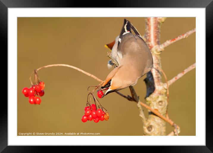 Bohemian Waxwing, with Red Berry  Framed Mounted Print by Steve Grundy