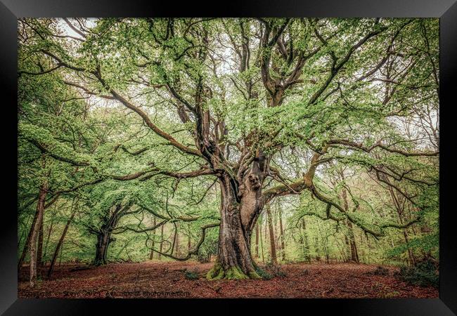 Beautiful Spring Beech Tree , Savernake Forest, Marlborough, Wiltshire, UK Framed Print by Steve 