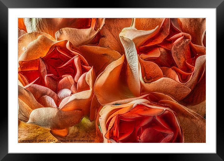 Abstract Fine Art View of Pink Rose Flowers Framed Mounted Print by Steve 