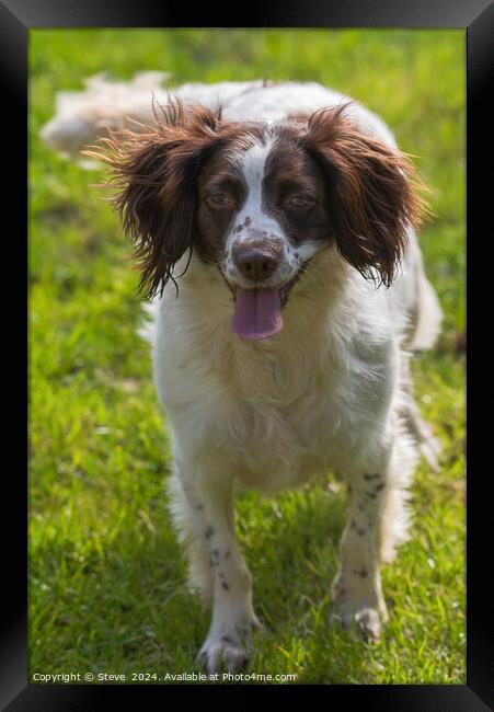 English Springer Spaniel Ready to Play Framed Print by Steve 