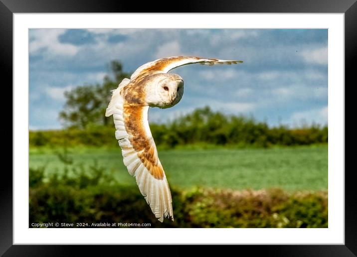 Beautiful Barn Owl Captured in Flight Framed Mounted Print by Steve 