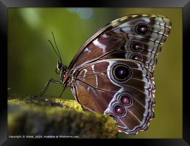 Macro Image of Beautiful Patterns on the Wing of a Blue Morpho Butterfly Framed Print by Steve 