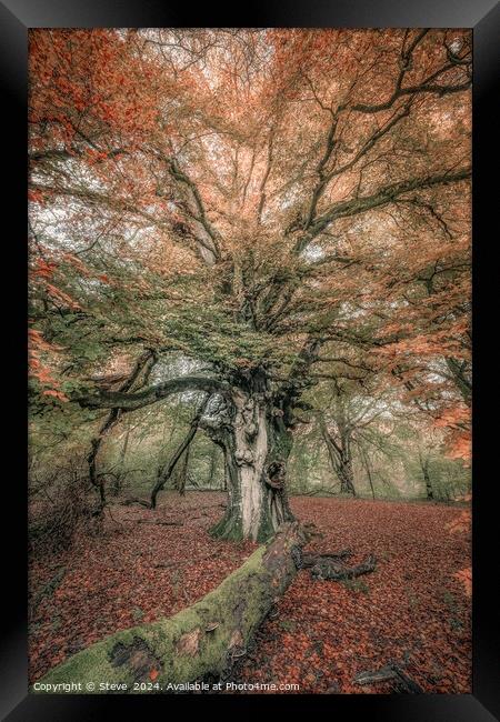 Fine Art View of Beech Tree in Savernake Forest, Marlborough, Wiltshire Framed Print by Steve 