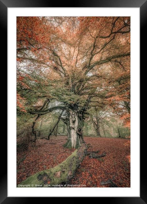 Fine Art View of Beech Tree in Savernake Forest, Marlborough, Wiltshire Framed Mounted Print by Steve 