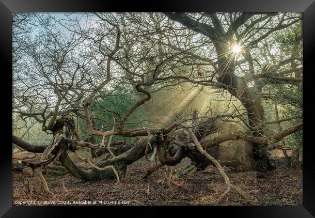 Sunlight Streaming Through Ancient Oak Trees, Staverton Thicks, Suffolk Framed Print by Steve 