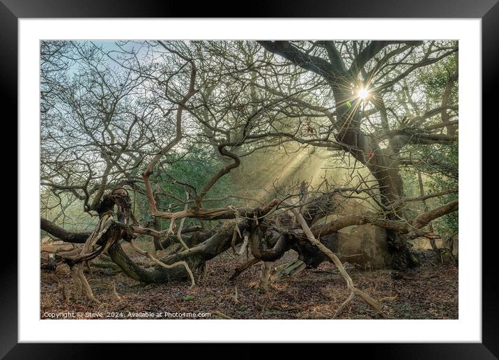 Sunlight Streaming Through Ancient Oak Trees, Staverton Thicks, Suffolk Framed Mounted Print by Steve 