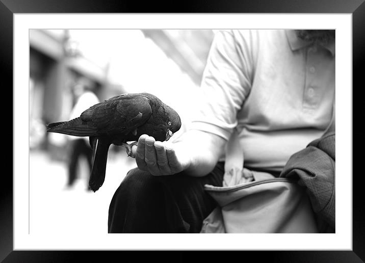 pigeons2 Framed Mounted Print by Maciej Pawlikowski