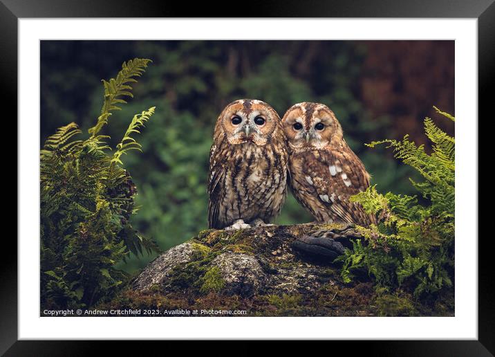 Enchanting Tawny Owls Framed Mounted Print by Andy Critchfield