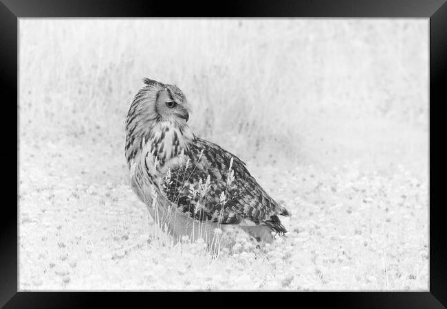 Eagle Owl in infrared Framed Print by Andy Critchfield