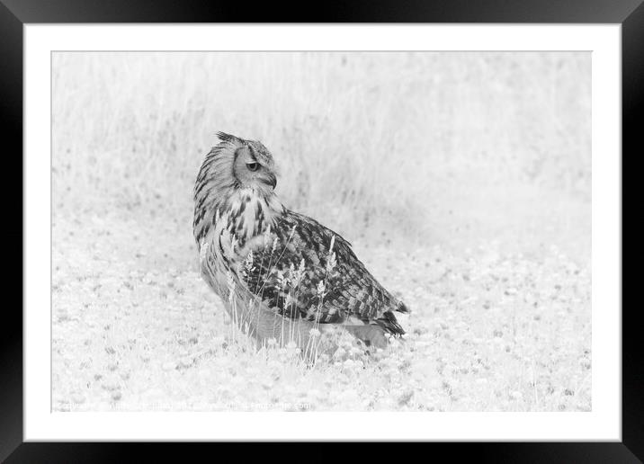 Eagle Owl in infrared Framed Mounted Print by Andy Critchfield