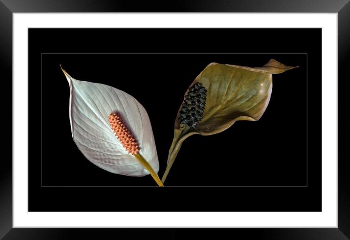Peace Lily Framed Mounted Print by Tom Lloyd