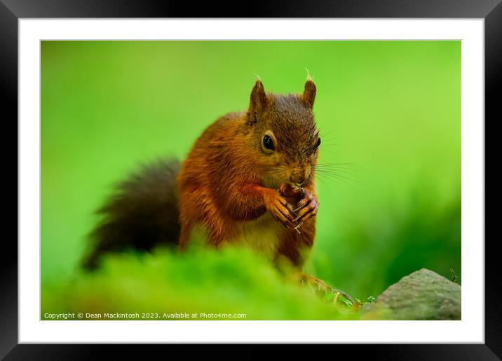 Nuts for Lunch Framed Mounted Print by Dean Mackintosh