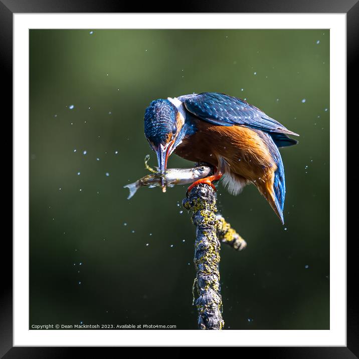 Kingfisher Catch Of The Day Framed Mounted Print by Dean Mackintosh