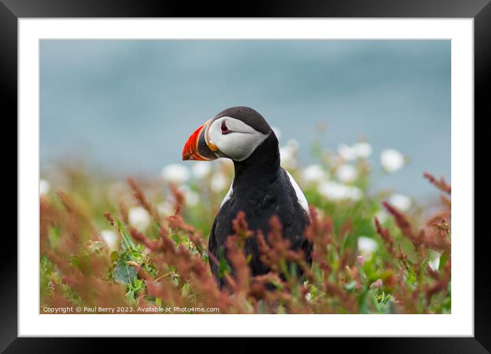 Puffin peering from surrounding gorse  Framed Mounted Print by Paul Berry