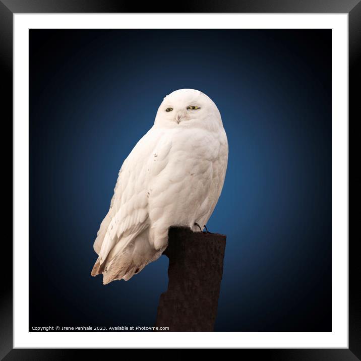 Majestic Snowy Owl Framed Mounted Print by Irene Penhale