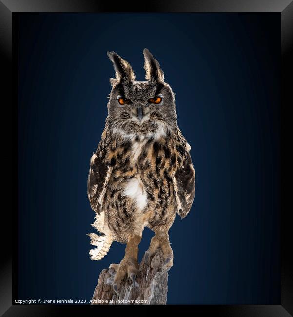 Intense gaze of the Great Horned Owl Framed Print by Irene Penhale