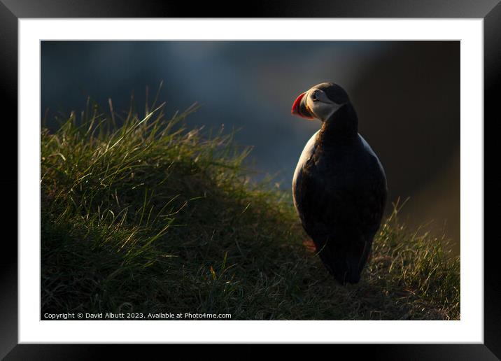 Pensive Puffin Framed Mounted Print by David Albutt