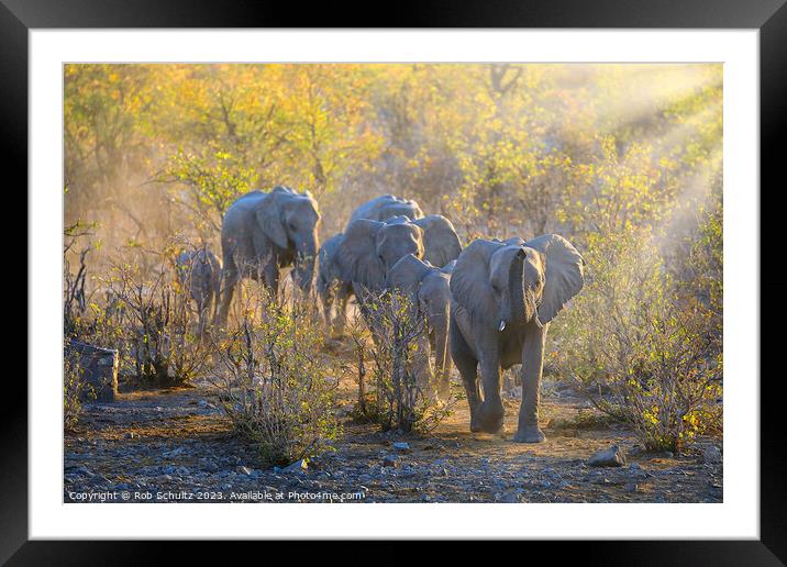 Africa elephants walk to the watering hole at sunset in Namibia  Framed Mounted Print by Rob Schultz