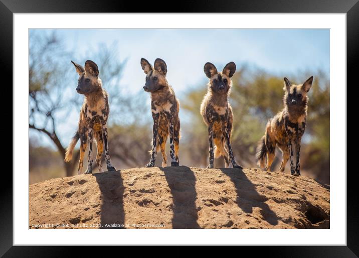 African Painted Dogs in Namibia Framed Mounted Print by Rob Schultz