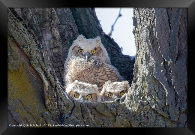 Great Horned Owl Chicks in Nest Framed Print by Rob Schultz