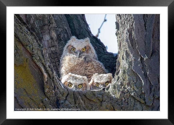 Great Horned Owl Chicks in Nest Framed Mounted Print by Rob Schultz