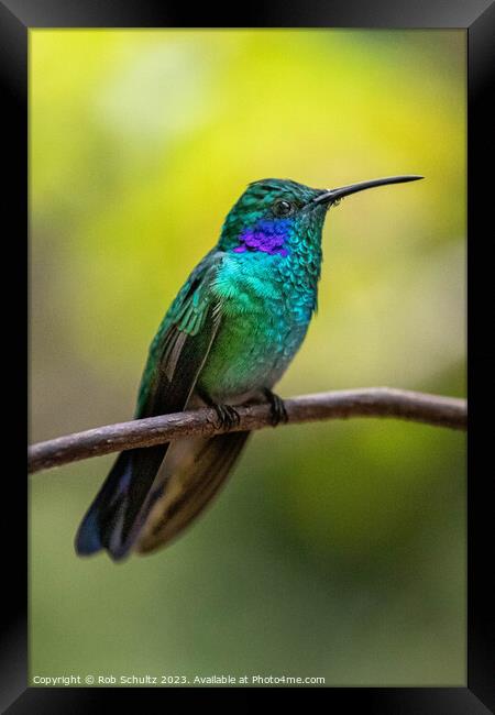 Beautiful green violet ear hummingbird Framed Print by Rob Schultz