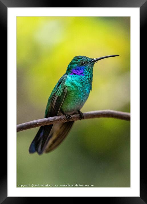 Beautiful green violet ear hummingbird Framed Mounted Print by Rob Schultz