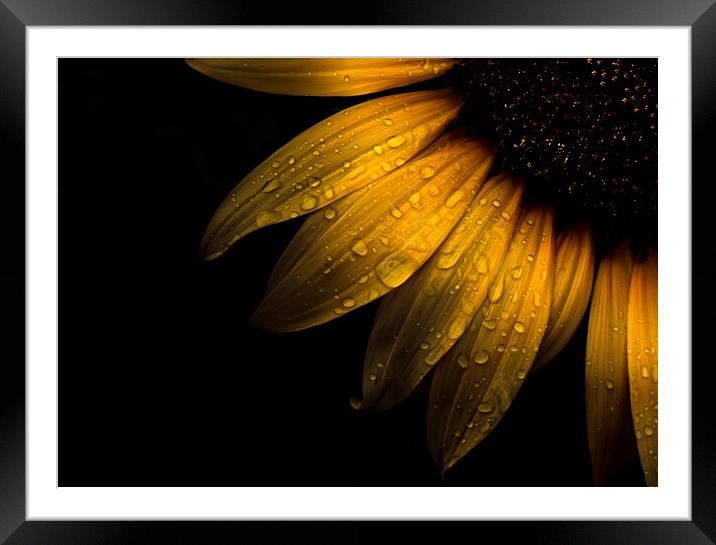 Backyard Flowers 28 Sunflower Framed Mounted Print by Brian Carson