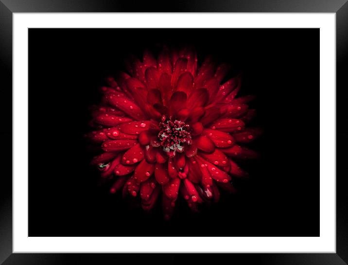 Backyard Flowers 45 Color Version Framed Mounted Print by Brian Carson