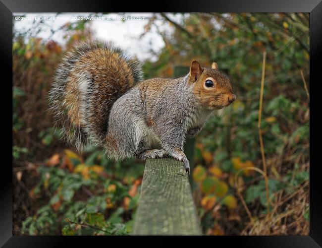 A squirrel standing on fence Framed Print by Mark Tyson