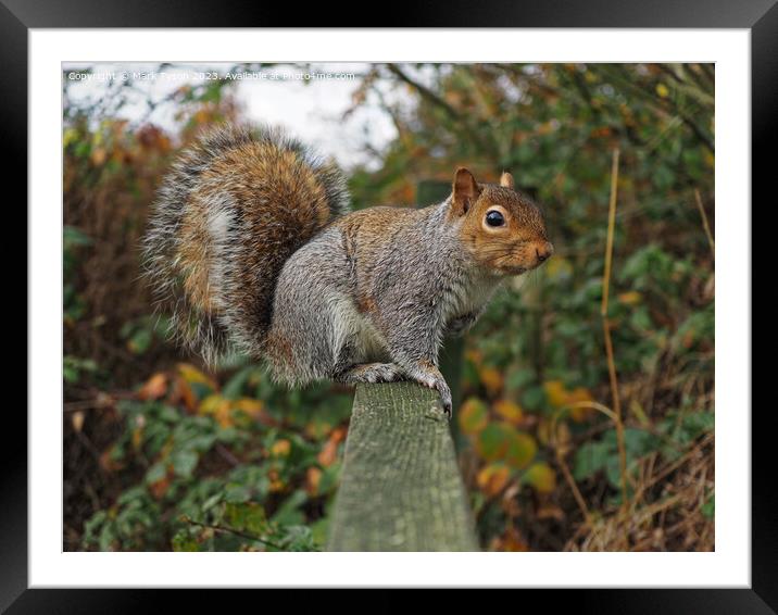 A squirrel standing on fence Framed Mounted Print by Mark Tyson