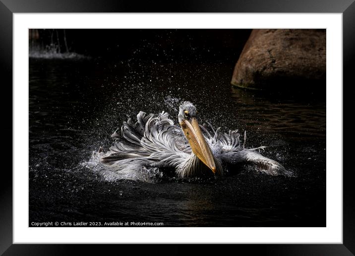 Valencian Pelican Framed Mounted Print by Chris Laidler