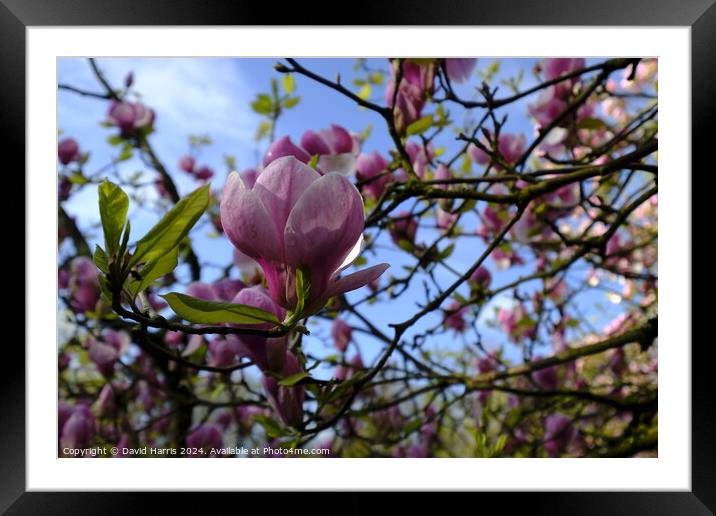 Purple Magnolia Blossom  Framed Mounted Print by David Harris