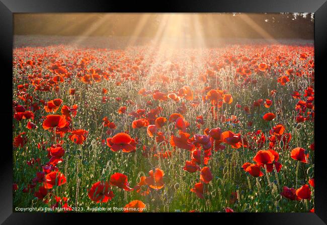 Sunburst Poppies Framed Print by Paul Martin