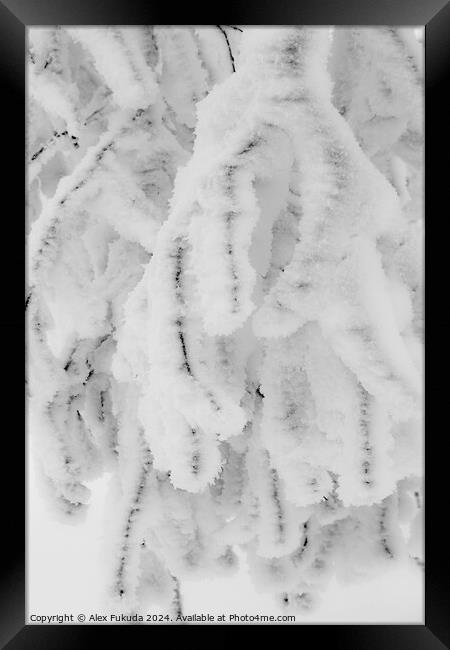 Frozen Twigs Framed Print by Alex Fukuda