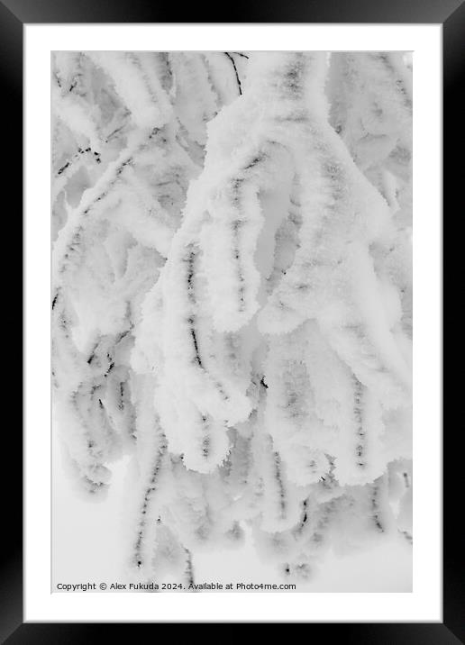 Frozen Twigs Framed Mounted Print by Alex Fukuda