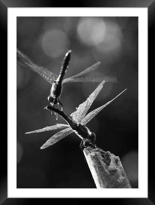 Dragonflies in Flight Framed Mounted Print by Alex Fukuda