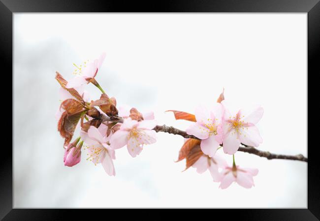 Sakura Cherry Blossom Framed Print by Alex Fukuda
