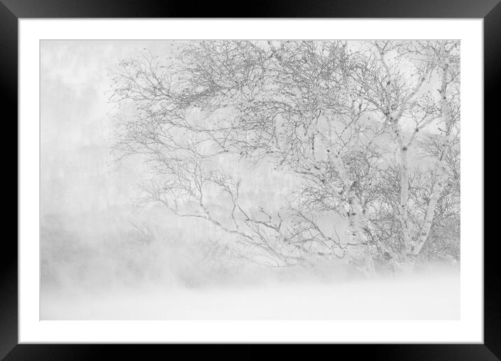 Birch in a Blizzard Framed Mounted Print by Alex Fukuda