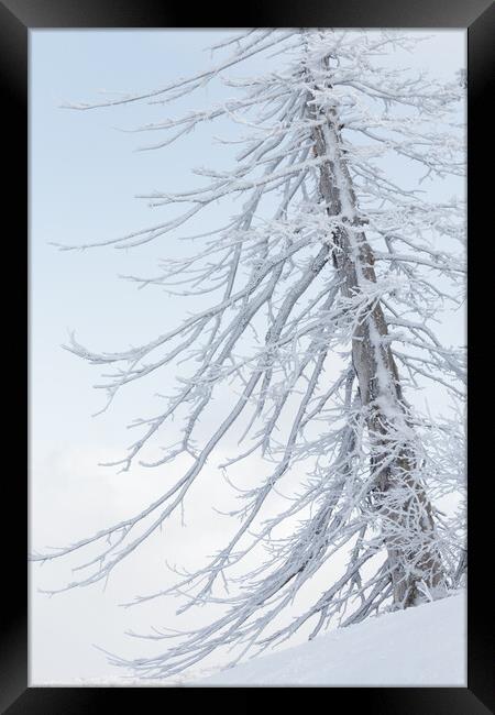Last Winter Framed Print by Alex Fukuda