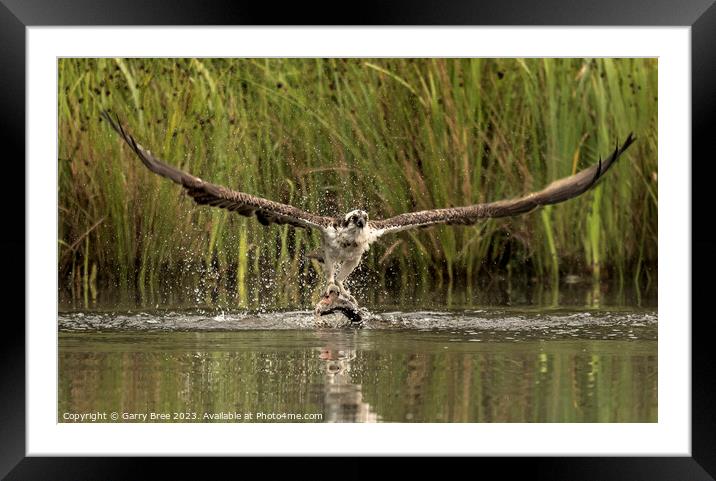 Osprey's Aerial Triumph with Trout Framed Mounted Print by Garry Bree