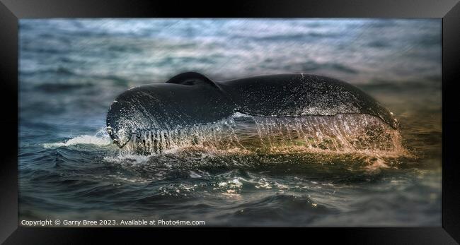 Humpback's Graceful Descent, Cape Cod Framed Print by Garry Bree