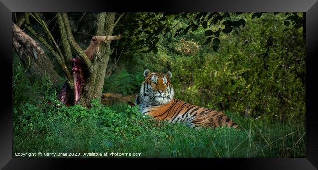 Amur Tiger Framed Print by Garry Bree